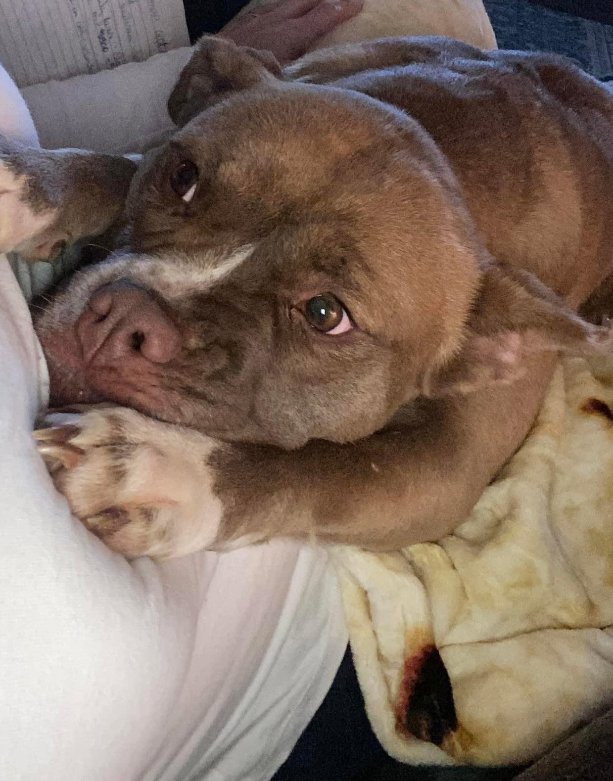 Dog for Adoption Queenie, a Pit Bull Terrier in Erving, MA Alpha Paw