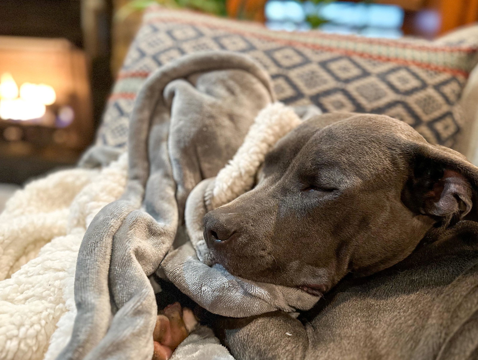 Dog for Adoption Queenie, a Pit Bull Terrier in Wendell, MA Alpha Paw