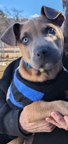 Lupo