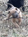 Lupo