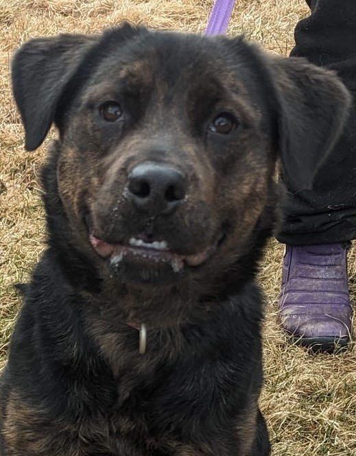 adoptable Dog in Swanzey, NH named Bellatrix