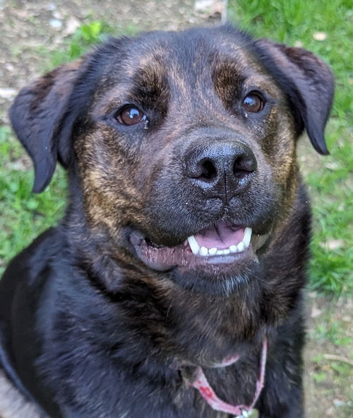 Bellatrix