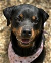 adoptable Dog in , NH named Jelly