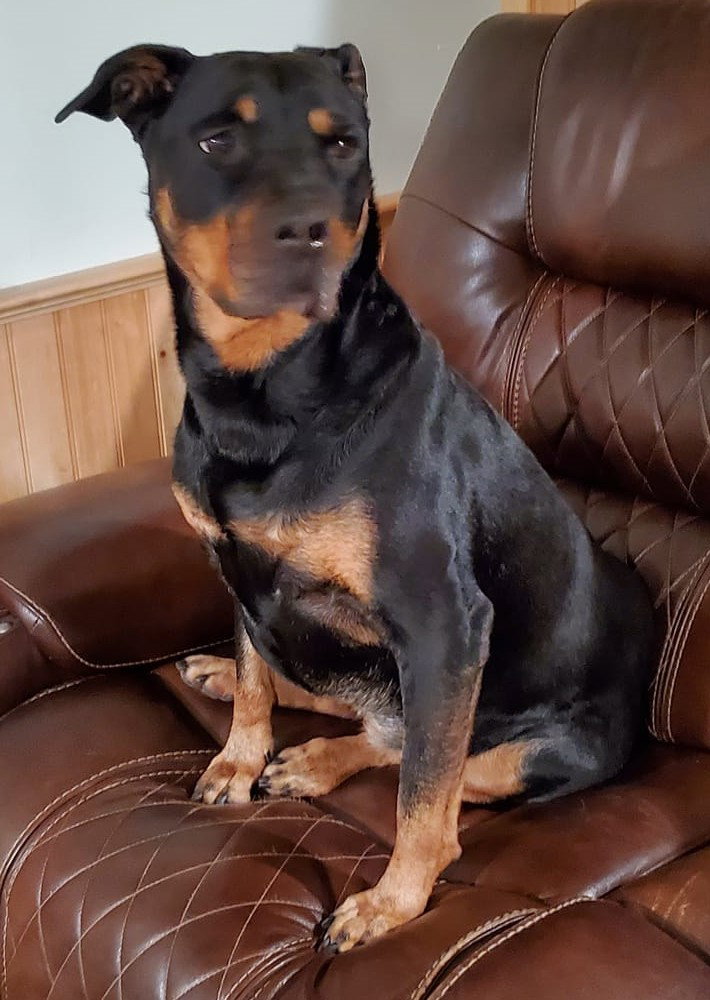 Dog for Adoption - Ruby, a Rottweiler in Lunenburg, MA | Alpha Paw