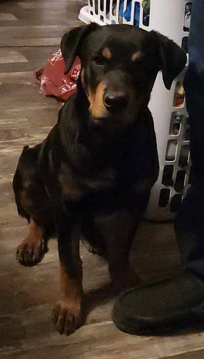 Bruno