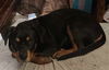 Bruno