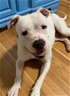adoptable Dog in , MA named Marlow