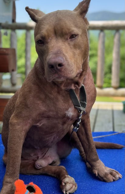 adoptable Dog in Hillsborough, NH named Romeo