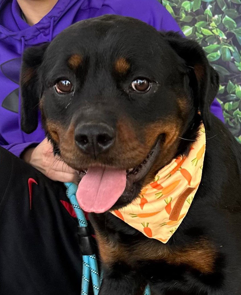 Dog for Adoption Juliette, a Rottweiler in Lunenburg, MA Alpha Paw
