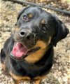 adoptable Dog in , NH named Roxy - Foster Needed