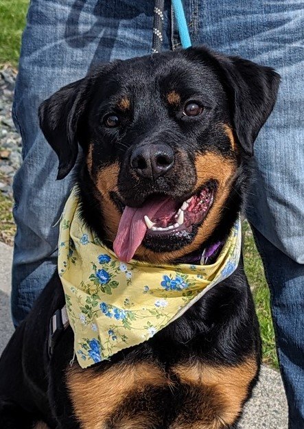adoptable Dog in Swanzey, NH named Roxy
