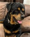 adoptable Dog in , VT named Skeeter
