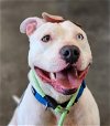 adoptable Dog in  named Gabriel -- FOSTER NEEDED