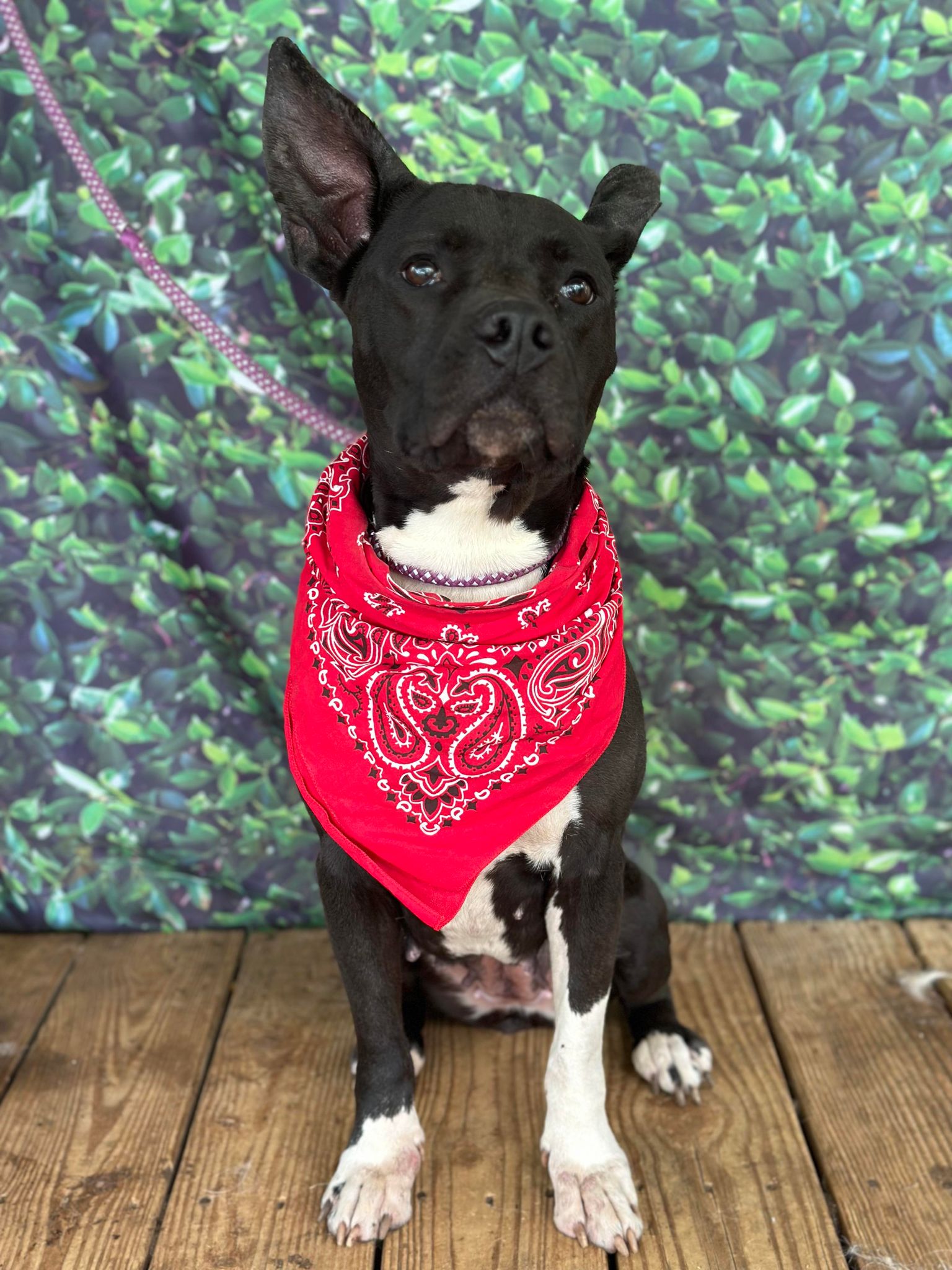 Dog for Adoption Maxii, a Pit Bull Terrier in Lunenburg, MA Alpha Paw