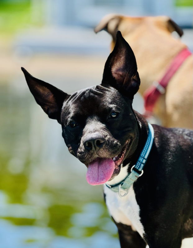 adoptable Dog in Hopkinton, MA named Maxii