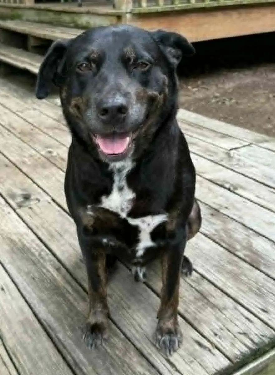 Bo - Rottweiler