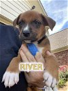 adoptable Dog in , NH named River