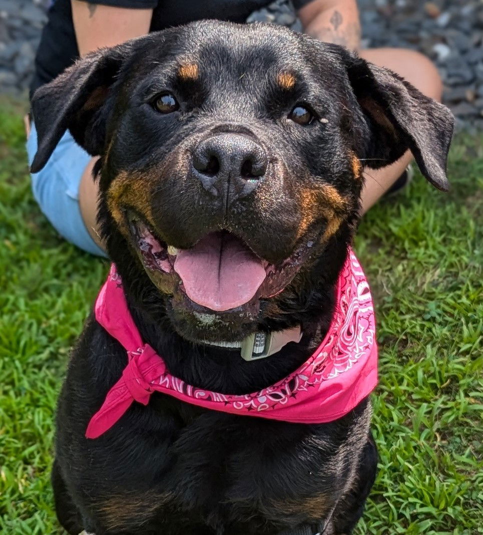 adoptable Dog in Hillsborough, NH named Harper