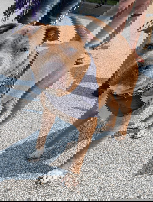 Taz
