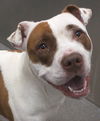 adoptable Dog in , MA named Vicki