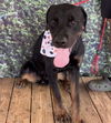 Sarge -- FOSTER NEEDED!