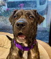 adoptable Dog in , NH named Whimsey -- FOSTER ME