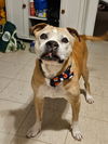 Tyson