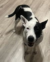 Maggie