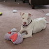 Arlo