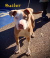 Buster
