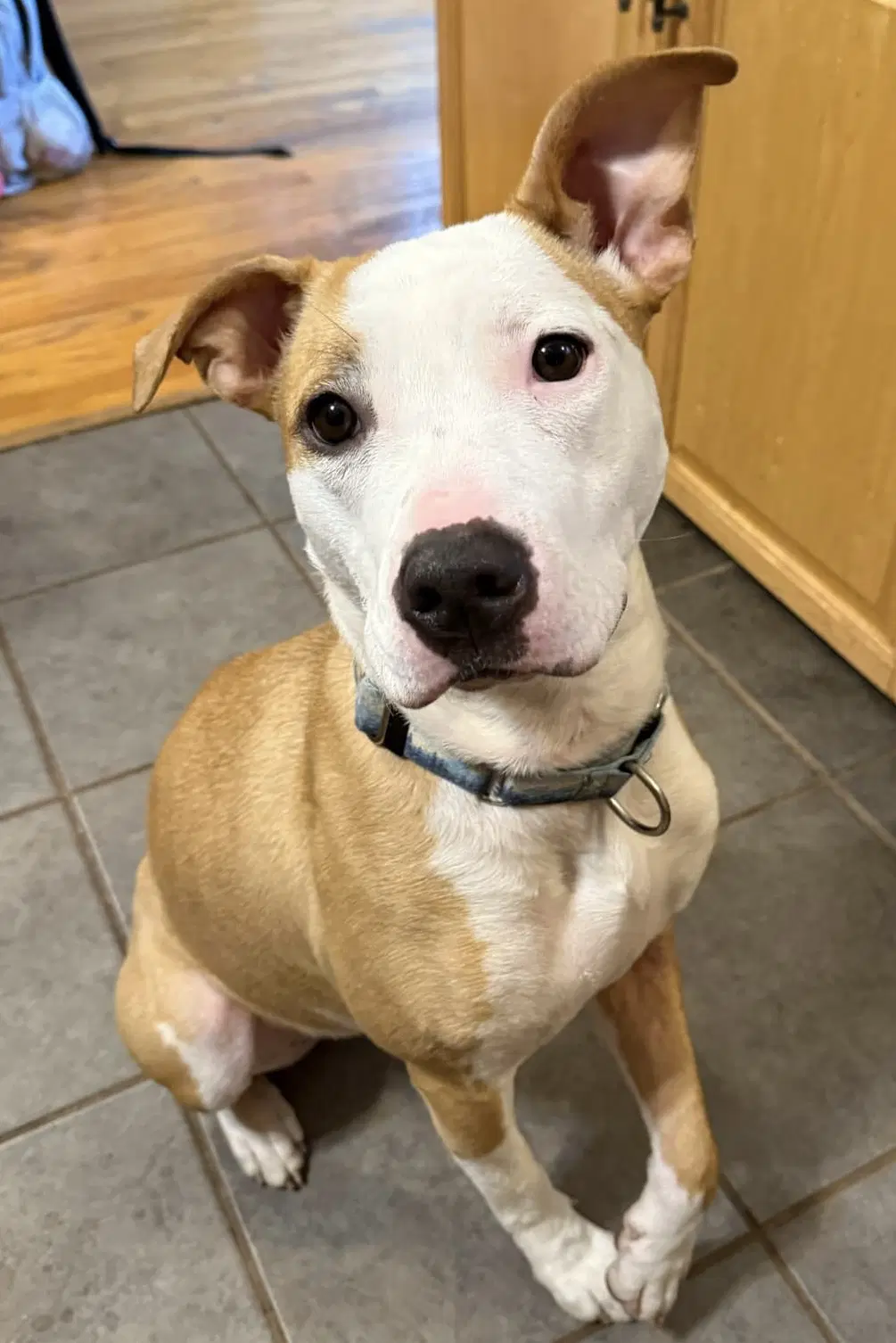 Sachse - Pit Bull Terrier