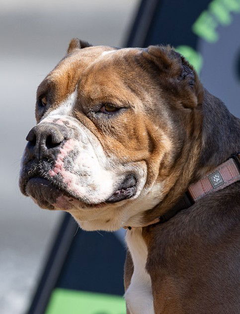 picture of the dog needing adoption