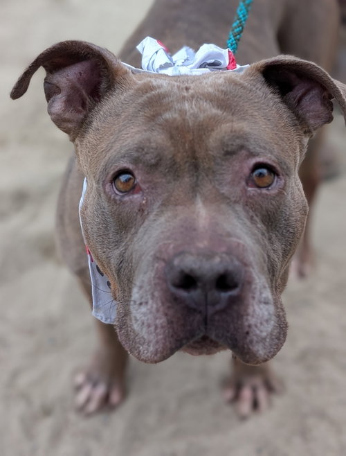 EVA - Pit Bull Terrier available for adoption