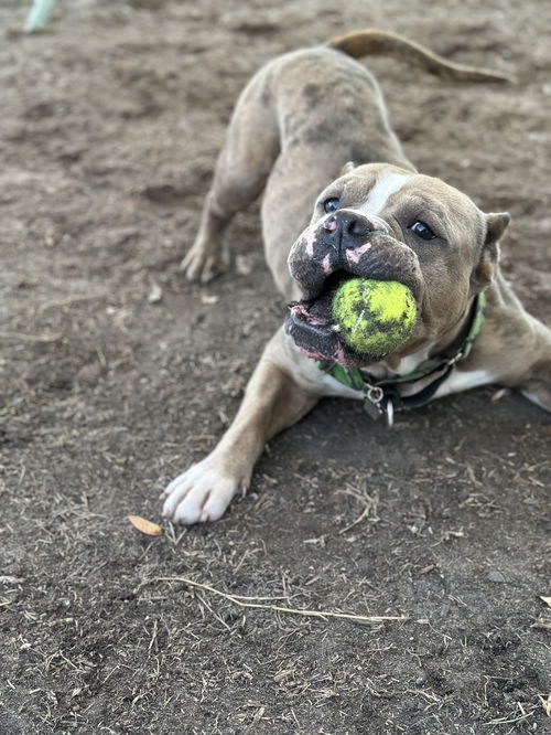 Brutus