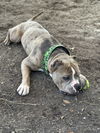 Brutus