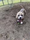 Brutus