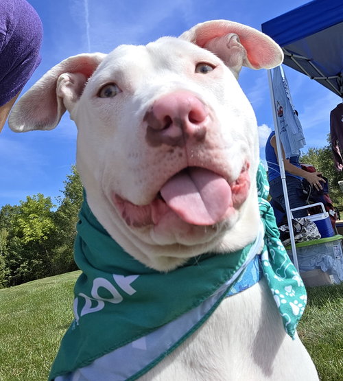 picture of the dog needing adoption