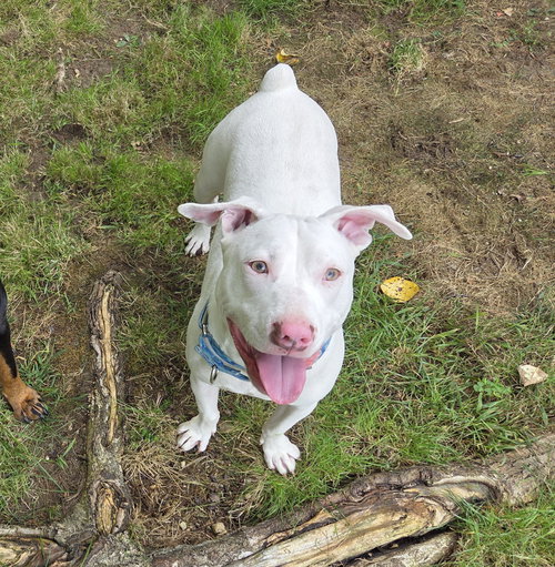 EVEREST - Pit Bull Terrier available for adoption