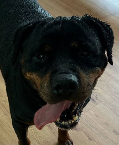 picture of the dog needing adoption