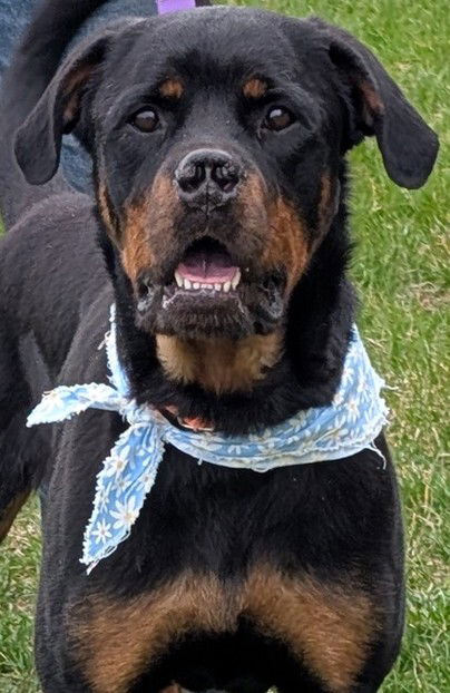 picture of the dog needing adoption