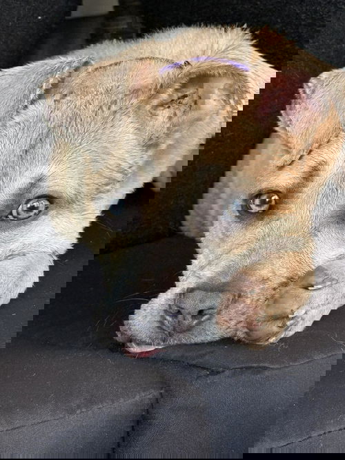 picture of the dog needing adoption