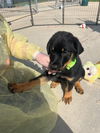 Samson