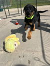 Samson