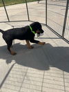 Samson