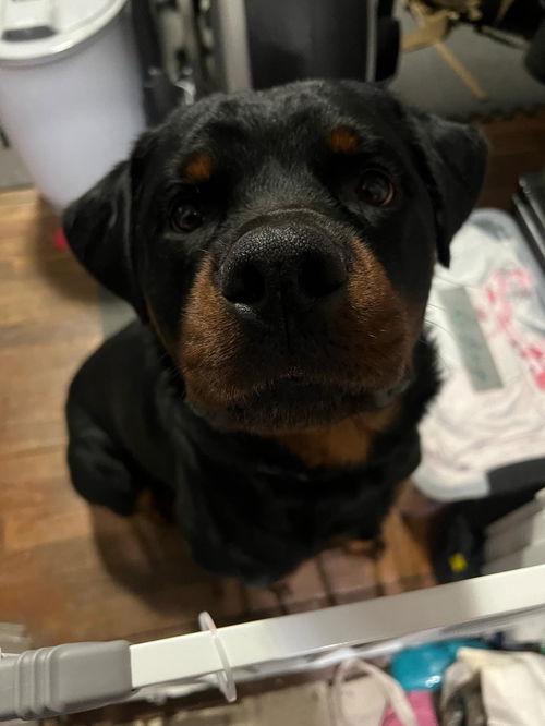 picture of the dog needing adoption