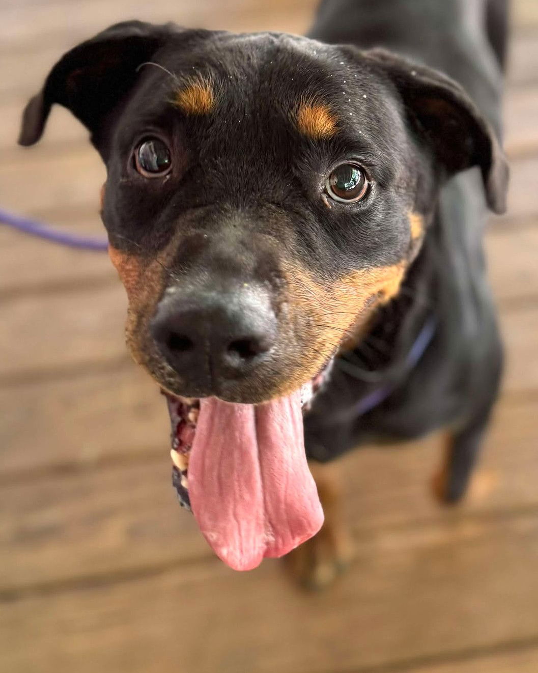 adoptable Dog in Hopkinton, MA named Rizzo