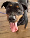 adoptable Dog in hopkinton, MA named Rizzo