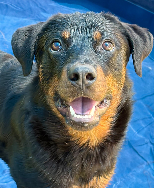 picture of the dog needing adoption