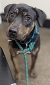 Auggie - Photo 3