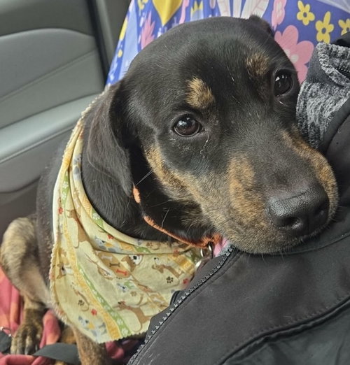 AUGGIE - Rottweiler available for adoption